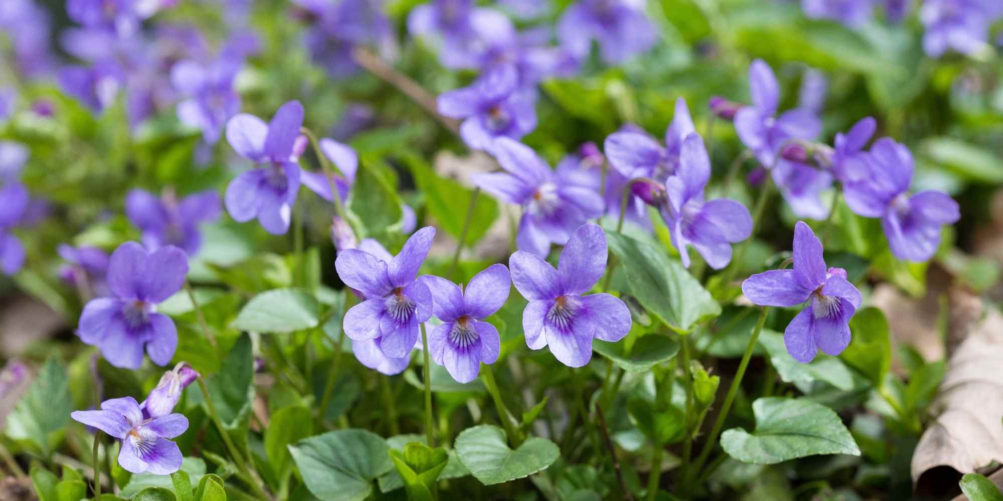 La myrmécochorie : quand les fourmis se font jardinières...