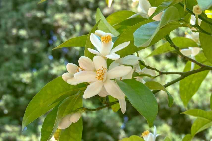 agrumes fertilisation : comment faire ?