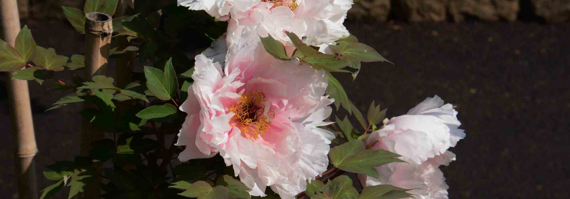 Pivoines arbustives en pot : comment réussir leur culture ?