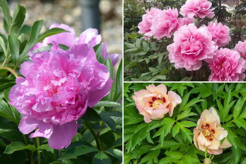 pivoines herbacees arbustives et itoh