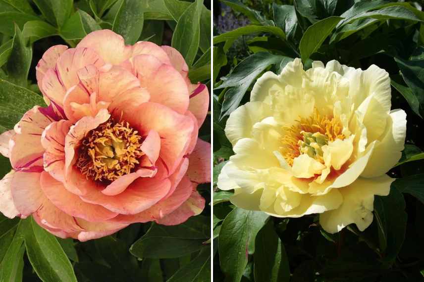 pivoines intersectionnelles