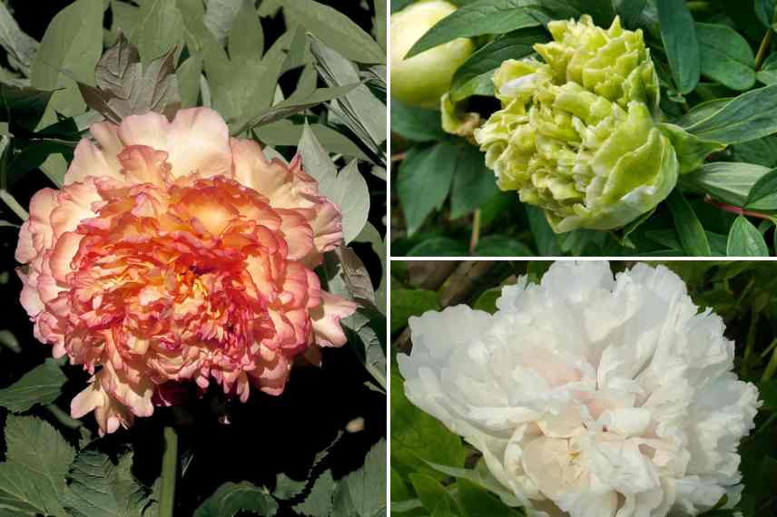 pivoines arbustives choisir