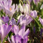 Comment planter des Crocus dans une pelouse ?