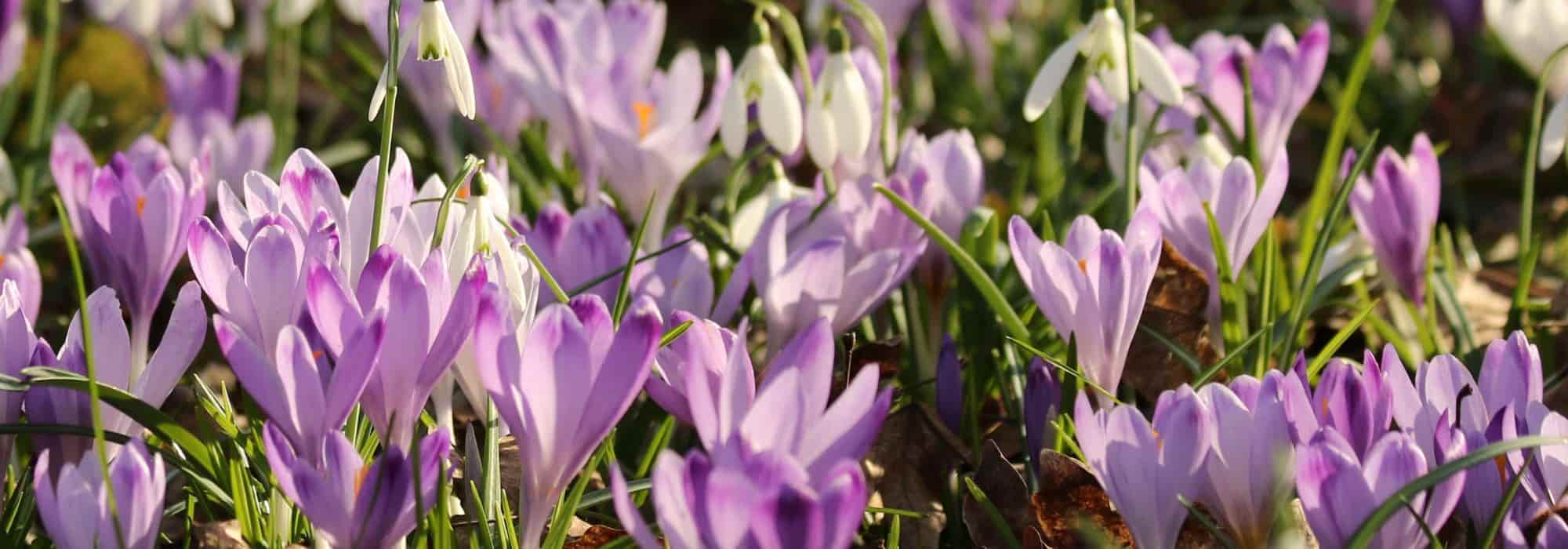Comment planter des Crocus dans une pelouse ?