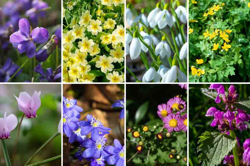 myrmécochorie exemple de plantes