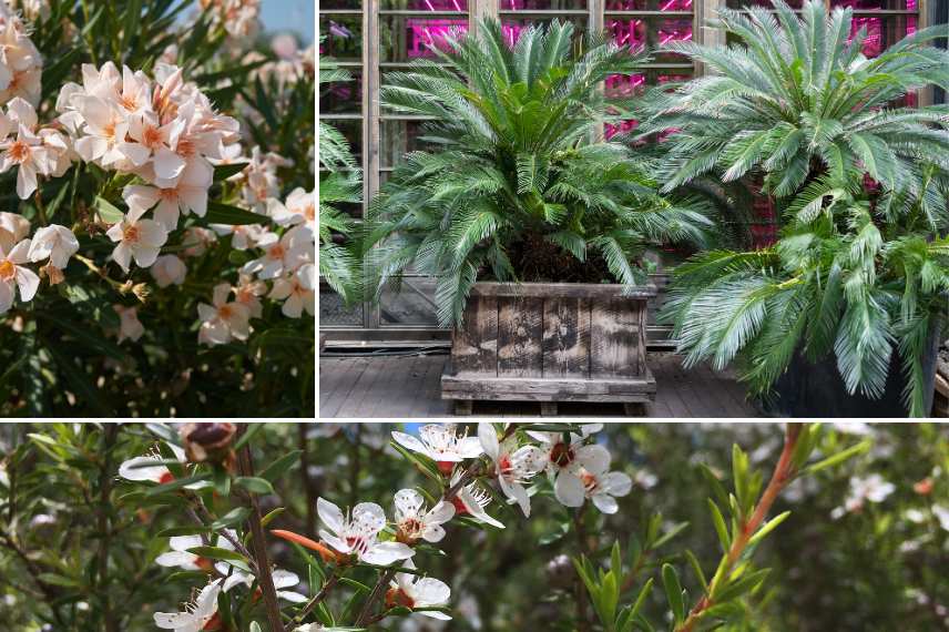 plantes souffrand froid hiver