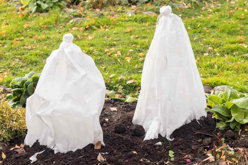 bien proteger plantes gel froid hiver