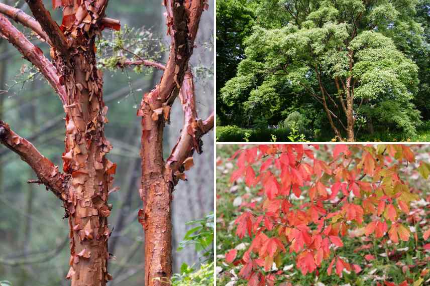 plus belles ecorces arbres en hiver