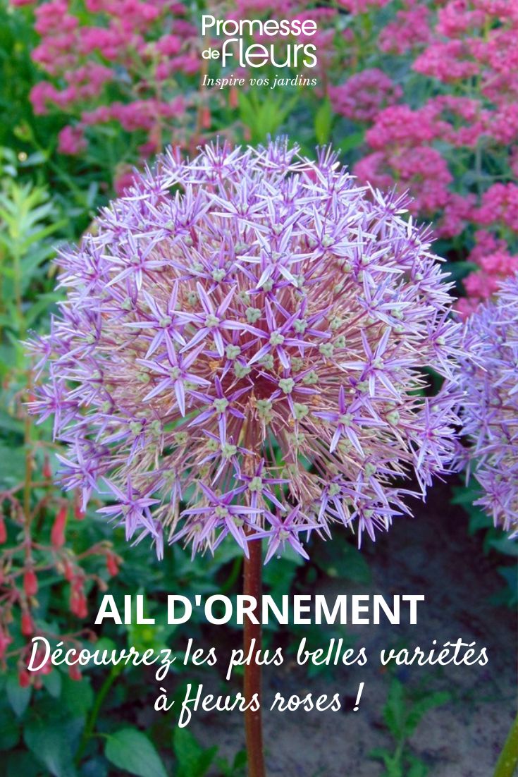 Allium globemaster