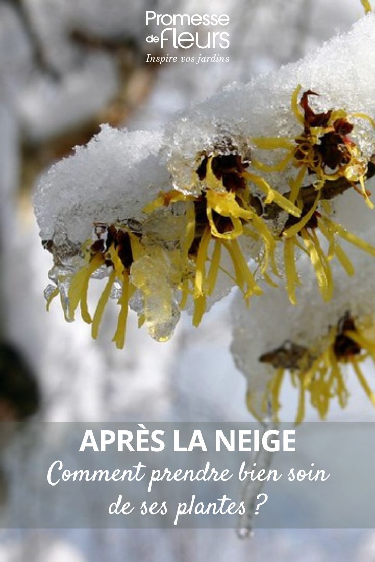 Après la neige, comment prendre bien soin de ses plantes aider les plantes après des chutes de neige au jardin