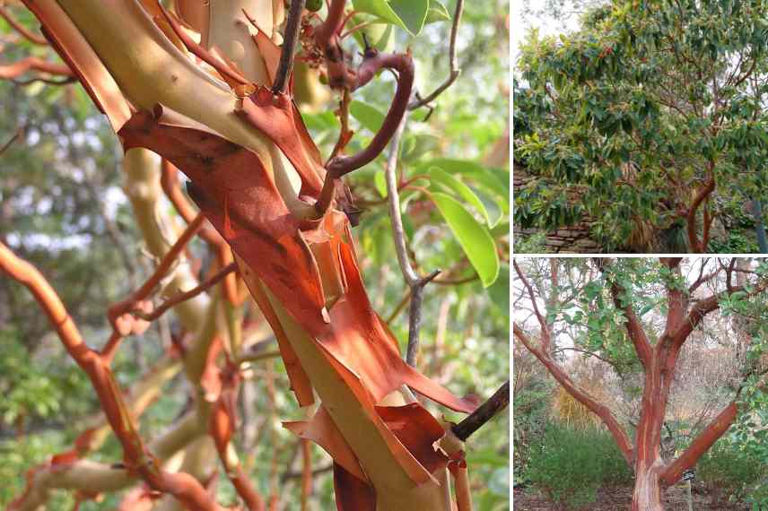 arbousier de chypre ecorce