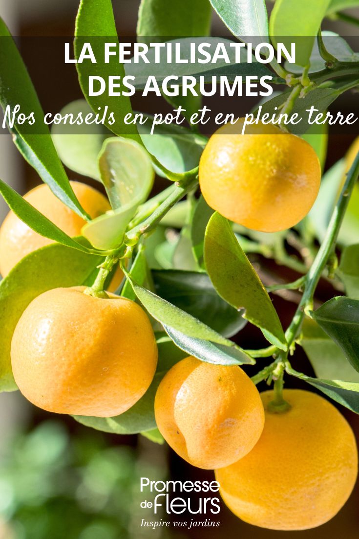Comment bien nourrir ses agrumes fertiliser les agrumes