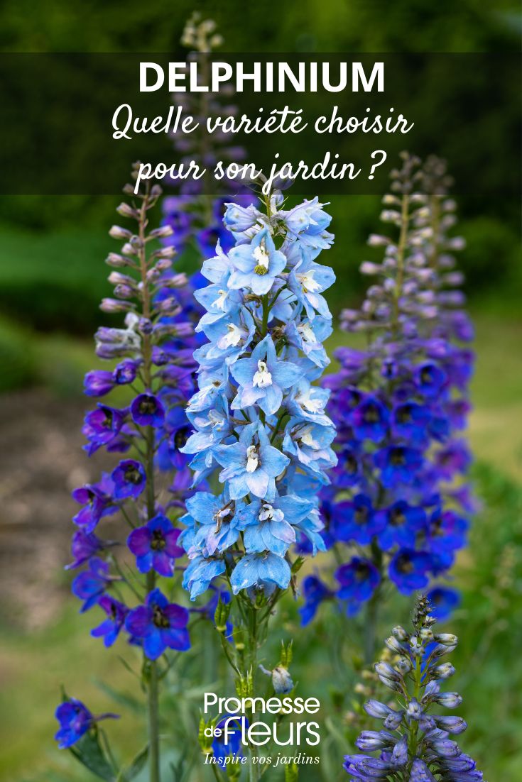 Comment choisir un Delphinium Delphinium