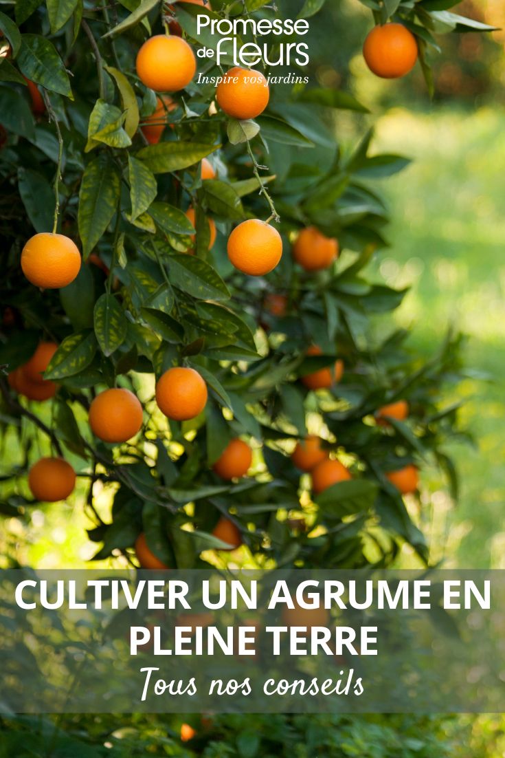 cultiver un agrume au jardin en pleine terre