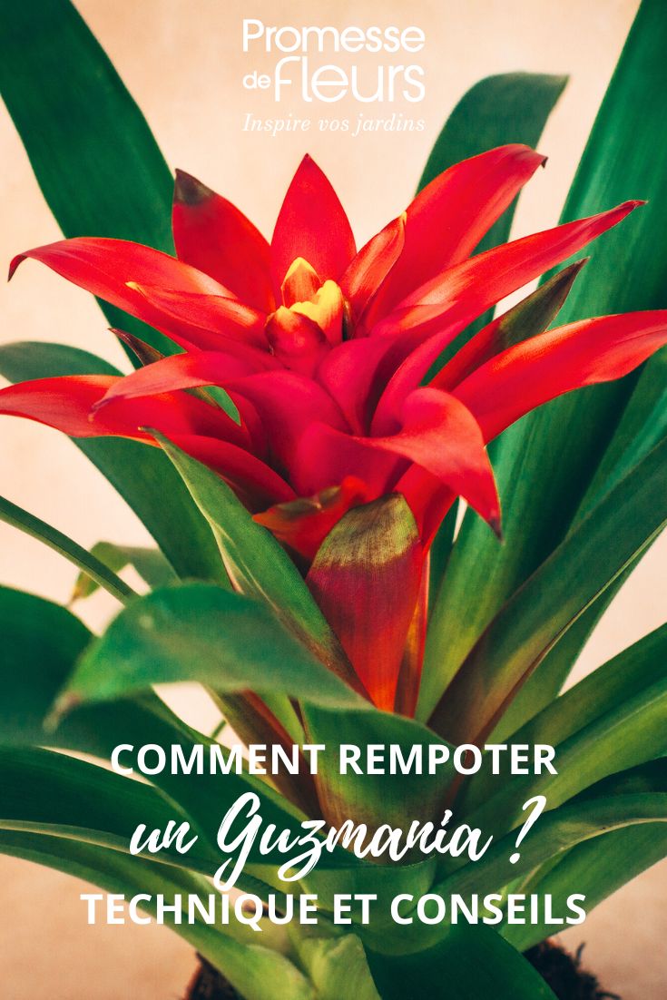 Comment rempoter un Guzmania sans stress fleur de Guzmania