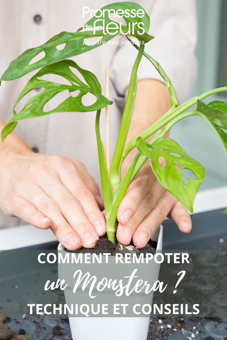 rempoter un monstera : quand et comment ?