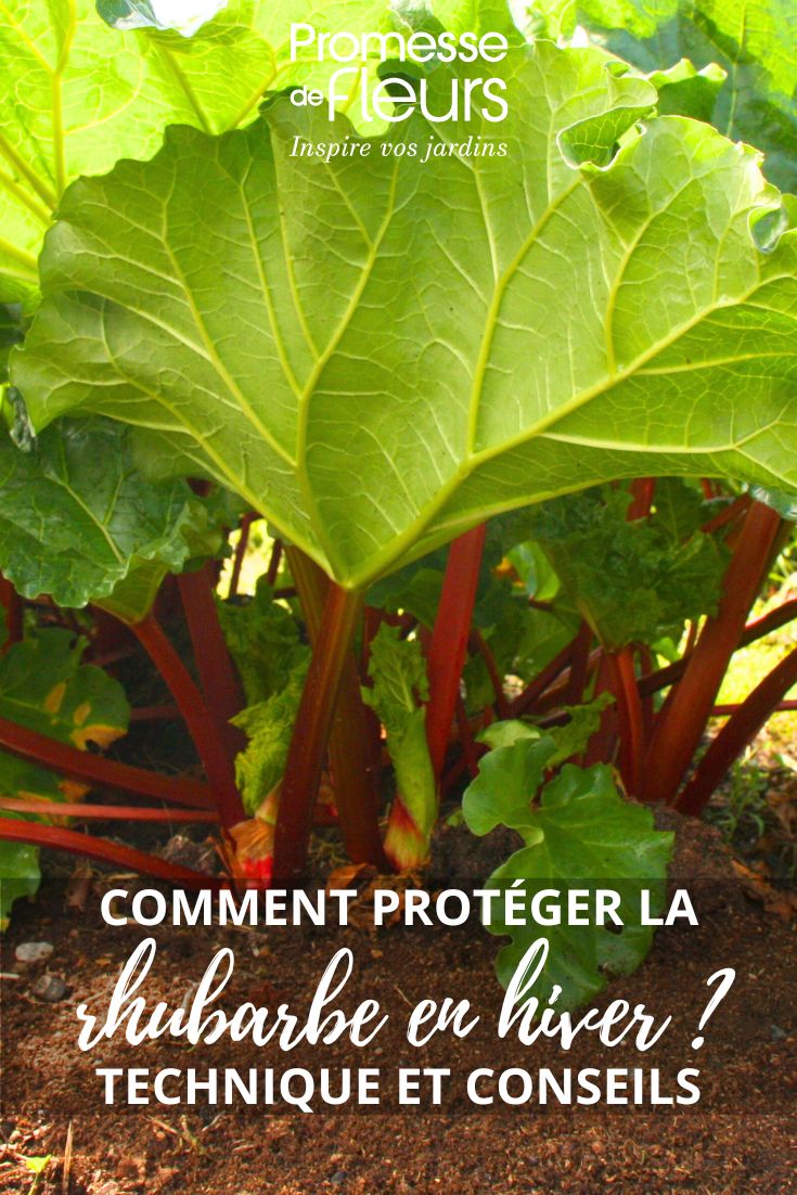 Copie de Comment rempoter un Monstera hiverner la rhubarbe