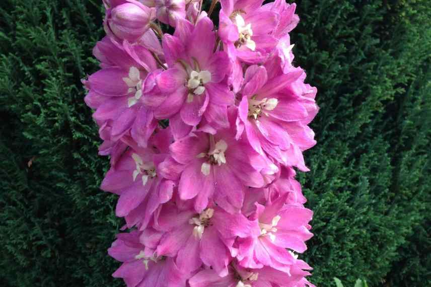 pieds d allouette roses