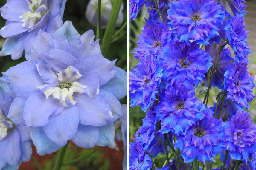 Delphinium doubles