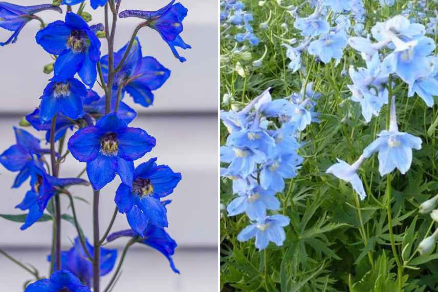 Delphiniums a fleurs simples