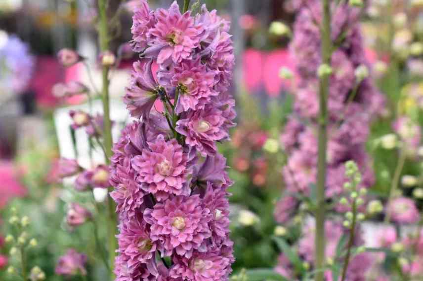 pied allouette Highlander Flamenco