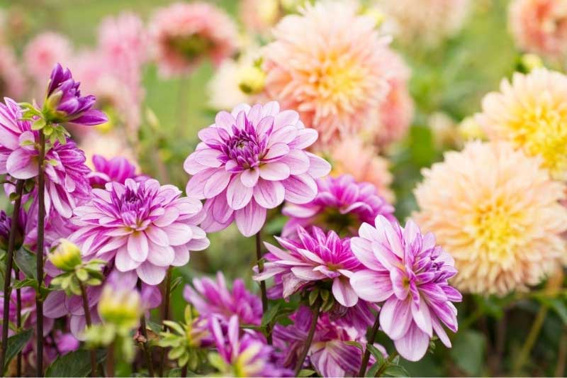 Tendance jardin 2026 - Jardin nostalgique et vintage