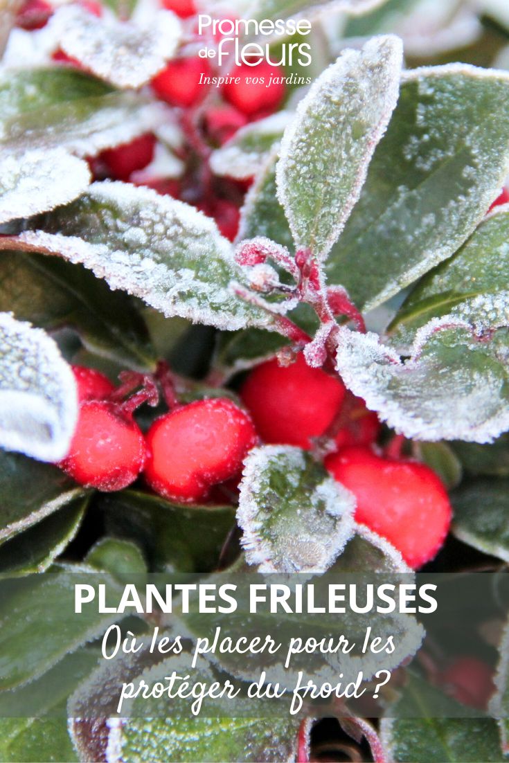 Givre sur une plante