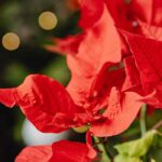 Poinsettia : ces erreurs fréquentes à éviter pour le garder éclatant