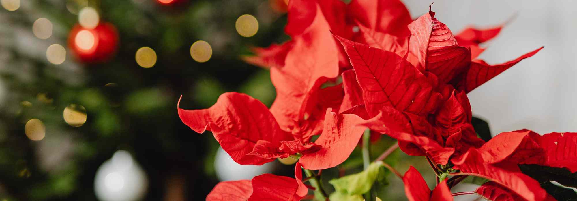 Poinsettia : ces erreurs fréquentes à éviter pour le garder éclatant