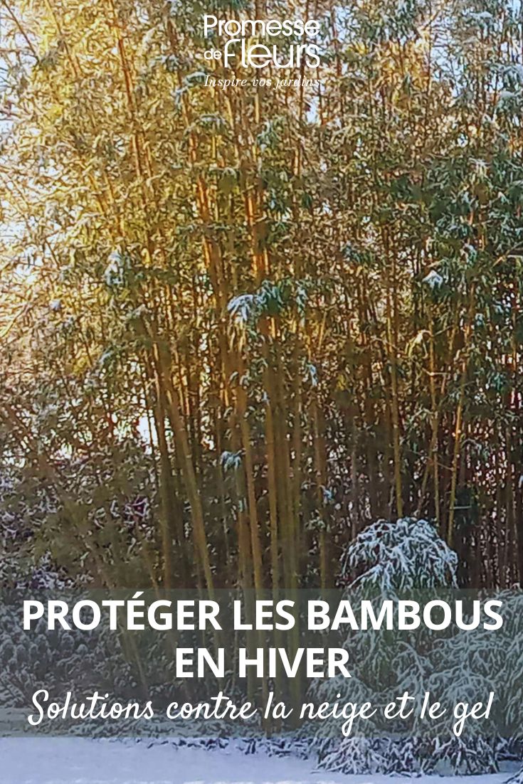Protéger les bambous en hiver solutions contre la neige et le gel Protéger les bambous de la neige