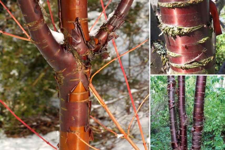 cerisiers a ecorce vive rouge orange