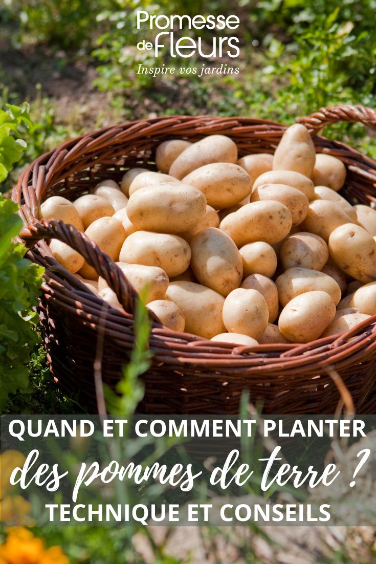 nos conseilspour planter les pommes de terre
