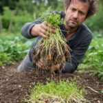 Comment rater la culture des carottes, panais, navets et radis ?