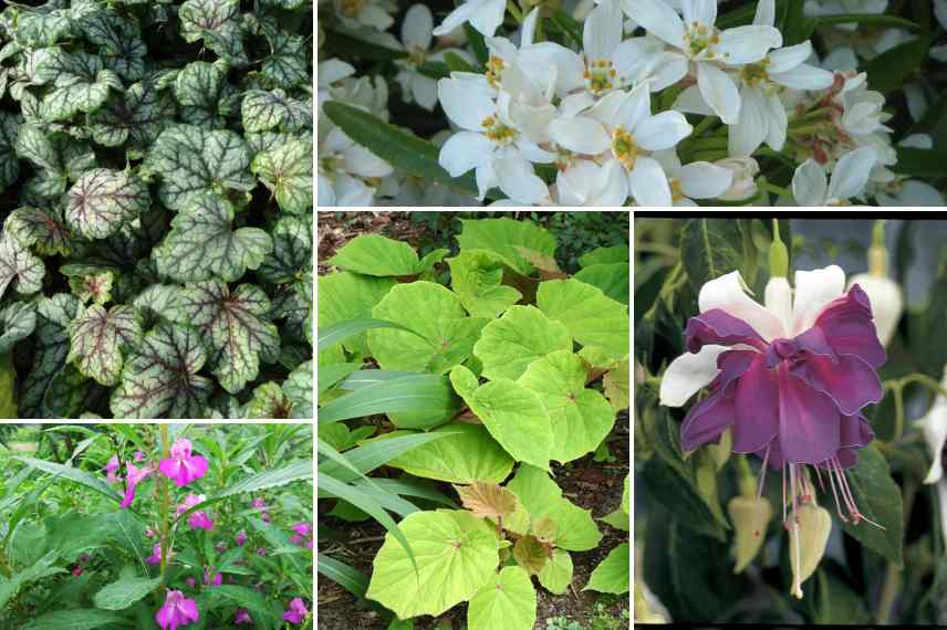 associer begonias vivaces pots