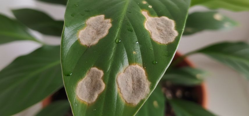 feuille de fleur de Lune atteinte de botrytis (IA)