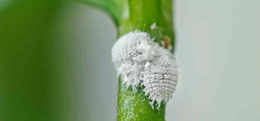 cochenilles sur Pothos traiter