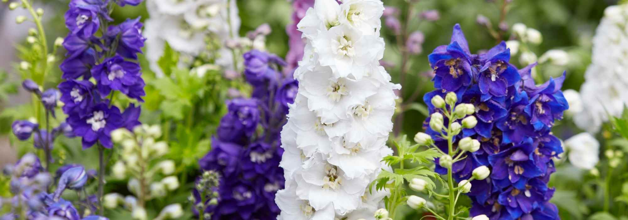 Comment choisir un Delphinium ?