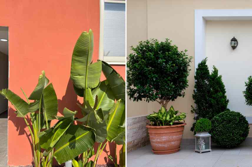 abriter plantes gelives jardin maison