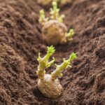 Quand et comment planter des pommes de terre ?