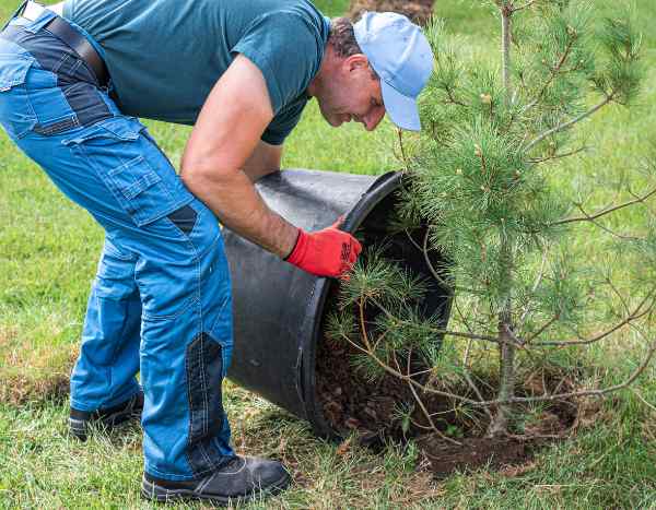 Comment planter un arbre de terre de bruyère ?