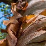 Les écorces de l'hiver, de l'orangé au pourpre