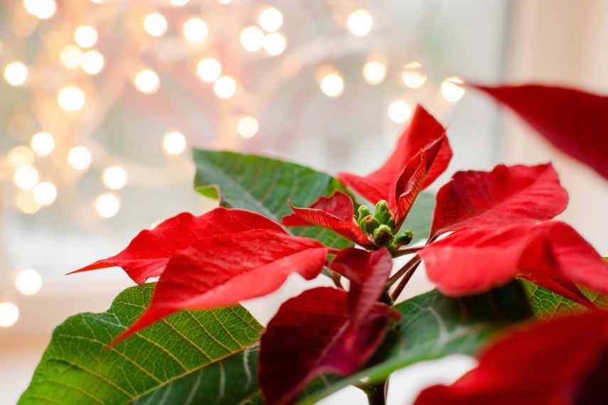 garder longtemps un poinsettia astuces