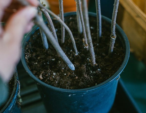 Comment faire des boutures ligneuses d’automne ?