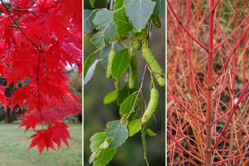 diffrérents feuillages