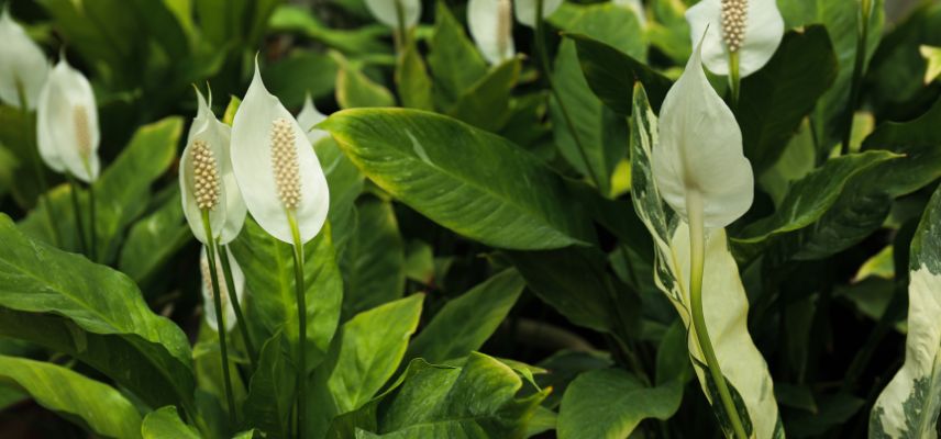 des Spathiphyllum