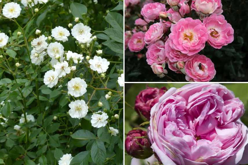 cadeau fleur pour la saint valentin