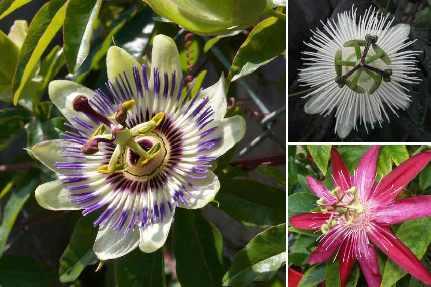 cadeau offrir Saint valentin