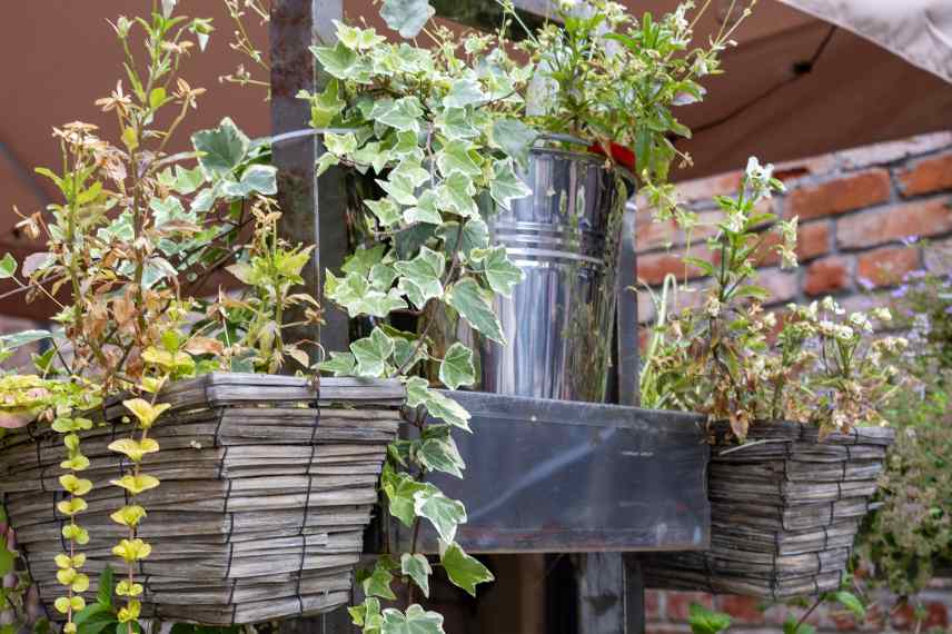 quelles plantes pour jardiniere suspendue