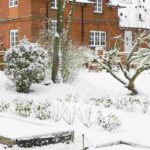 Après la neige, comment prendre bien soin de ses plantes ?