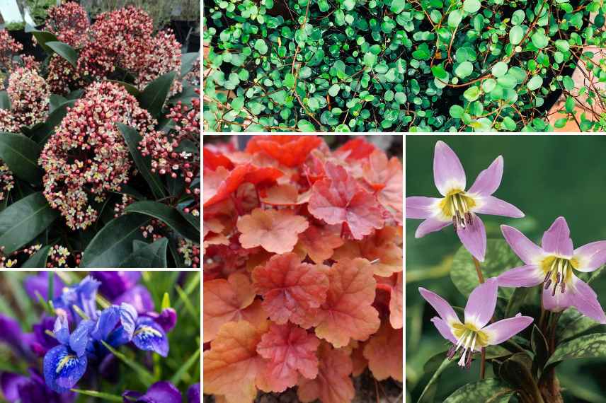 jardiniere coloree pour hiver